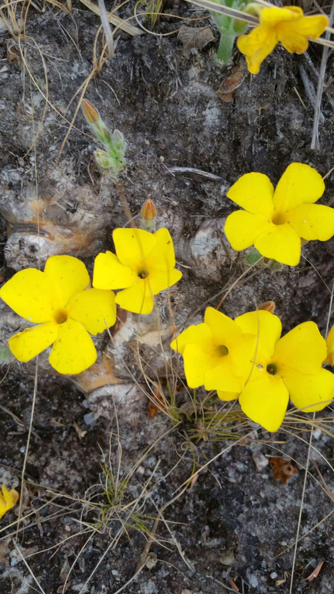 Image de Pachypodium brevicaule Baker