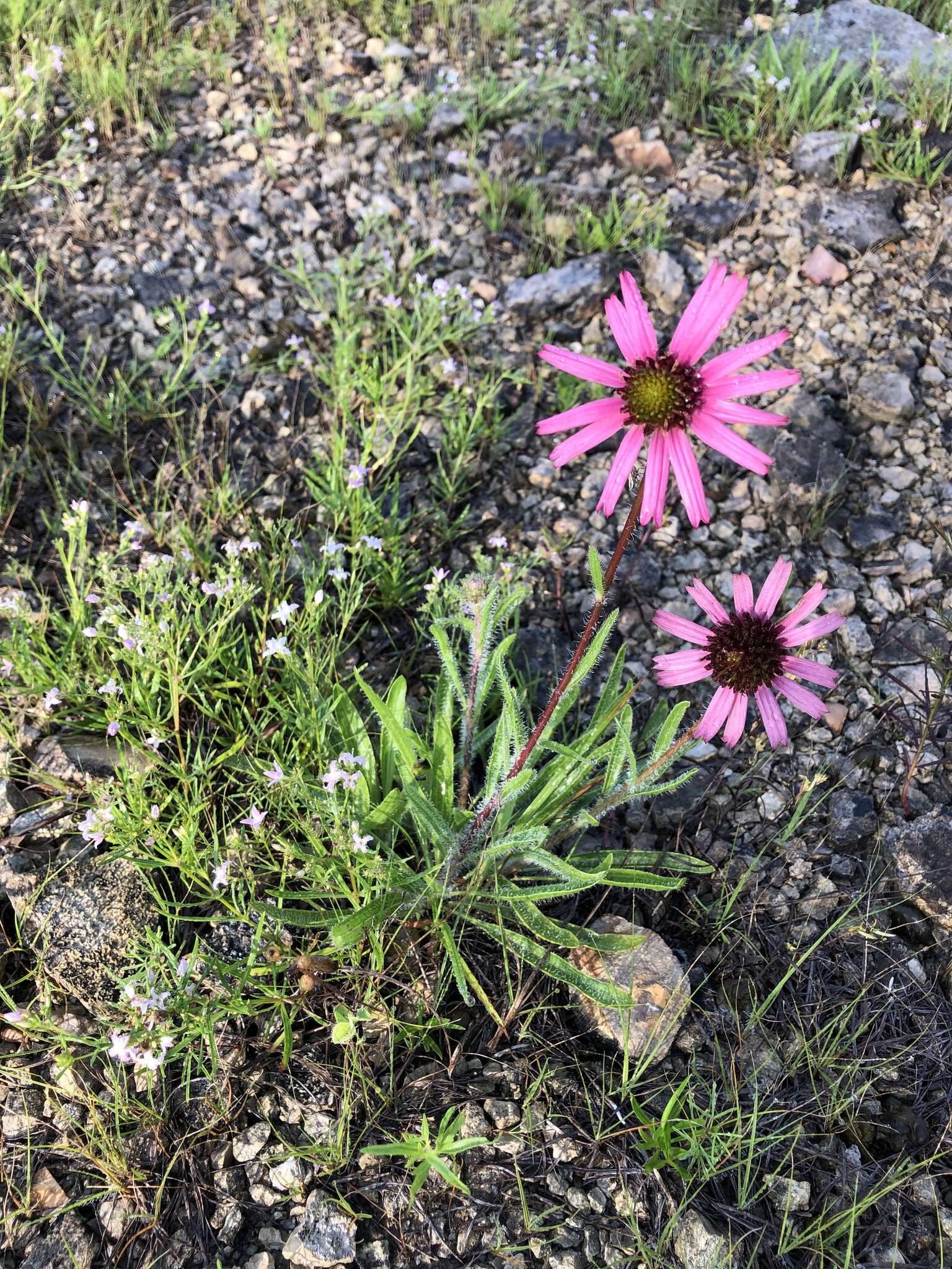 Image of Tennessee purple coneflower