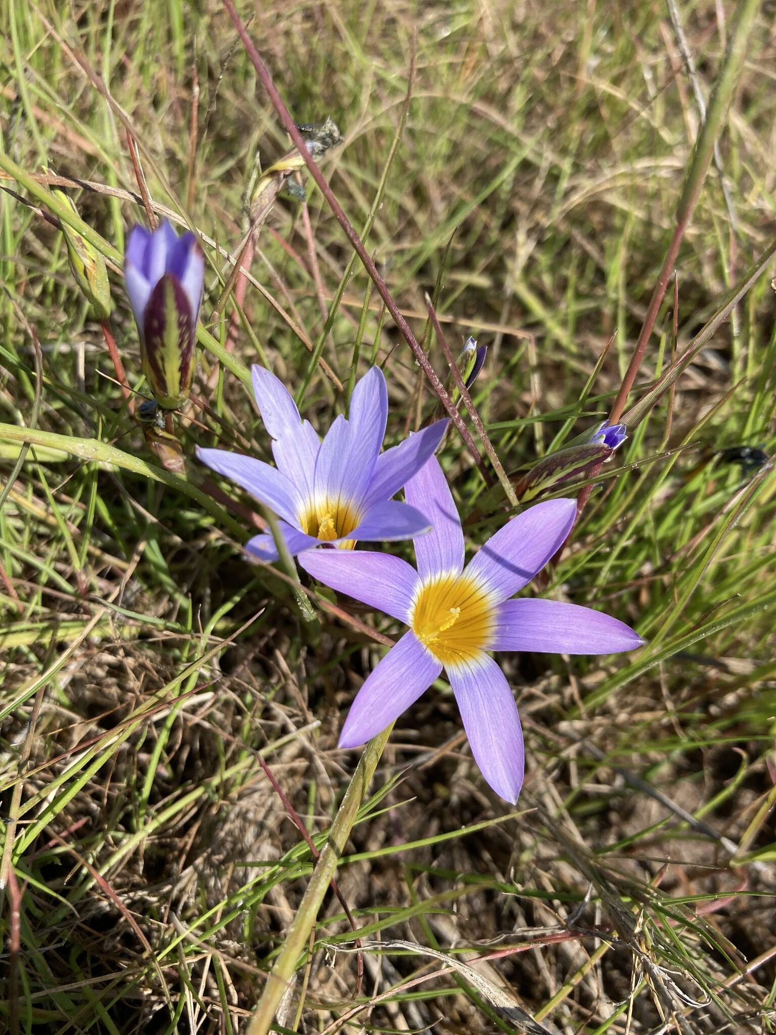 Romulea tabularis Eckl. ex Bég.的圖片