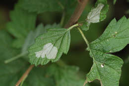 Phyllonorycter holodisci (Braun 1939) resmi