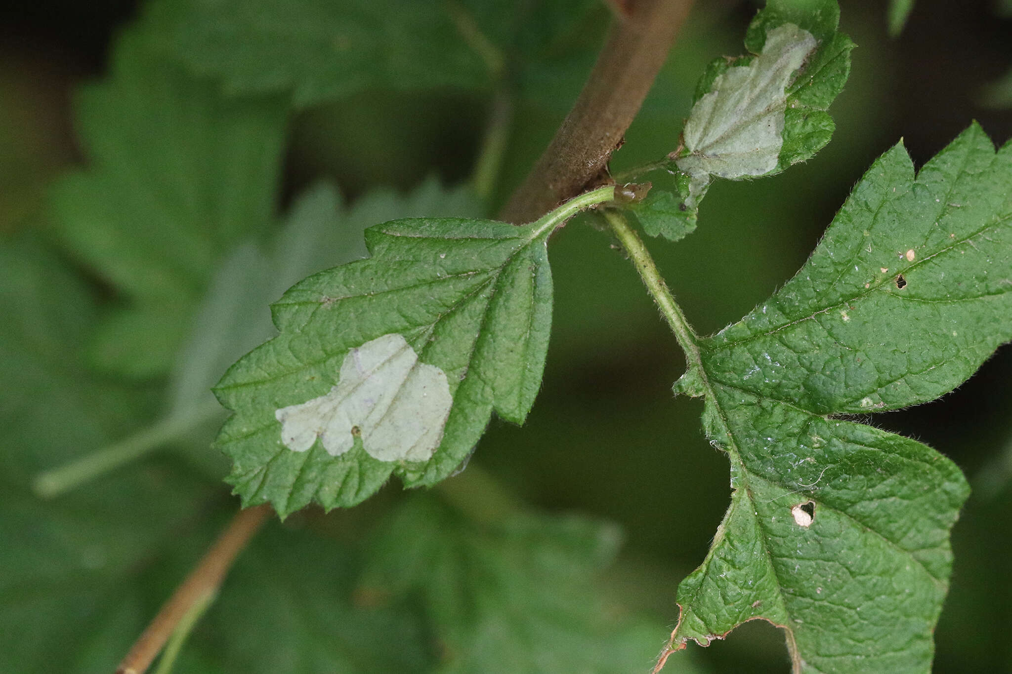 Phyllonorycter holodisci (Braun 1939) resmi