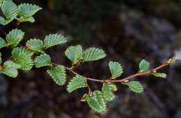 Image of Nothofagus gunnii (Hook. fil.) Oerst.