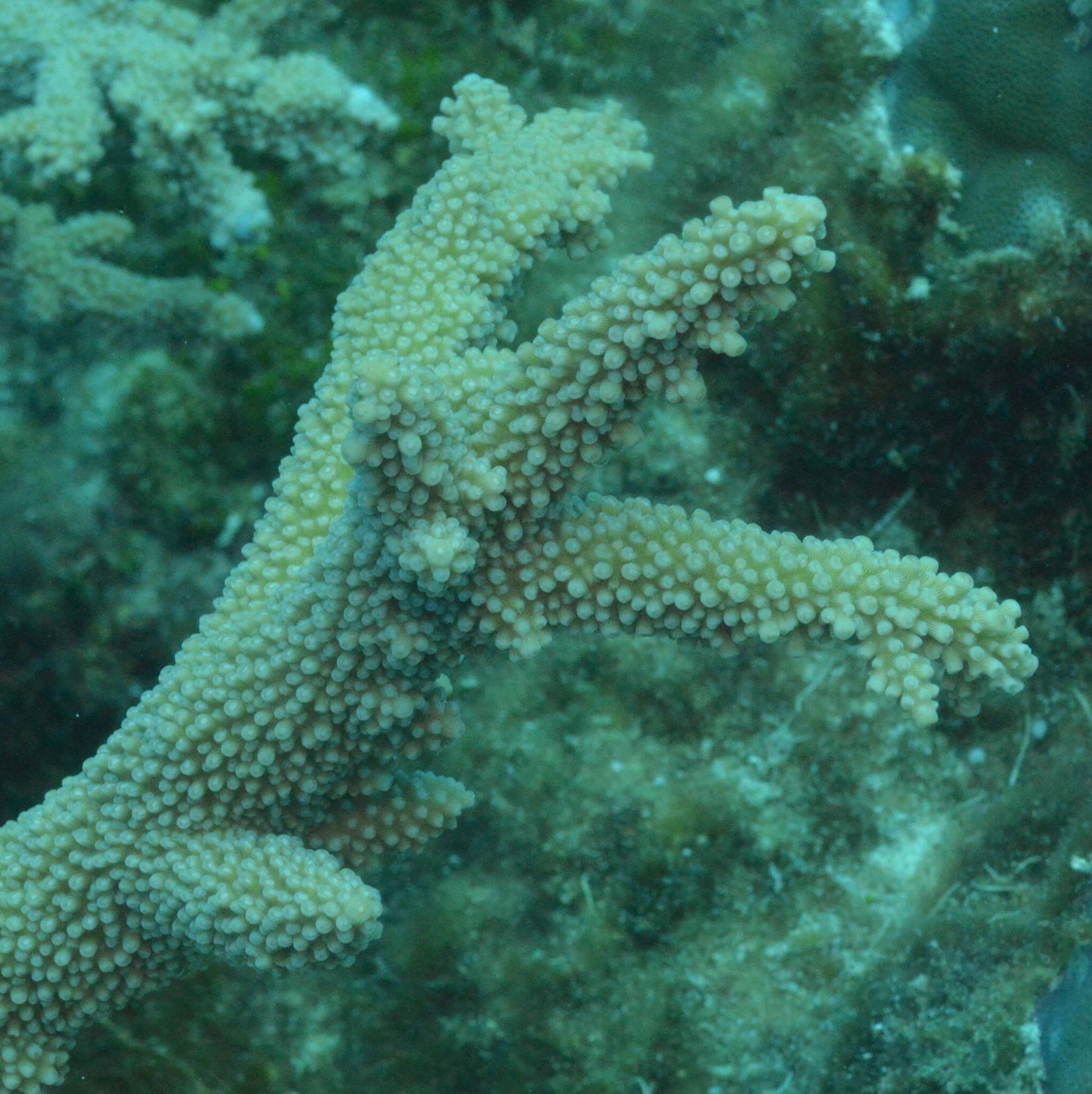 Sivun Acropora florida (Dana 1846) kuva