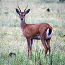 Image of Pampas Deer