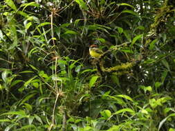 Image of Rufous-crowned Tody-Flycatcher