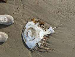 Image of California Butterfly Ray