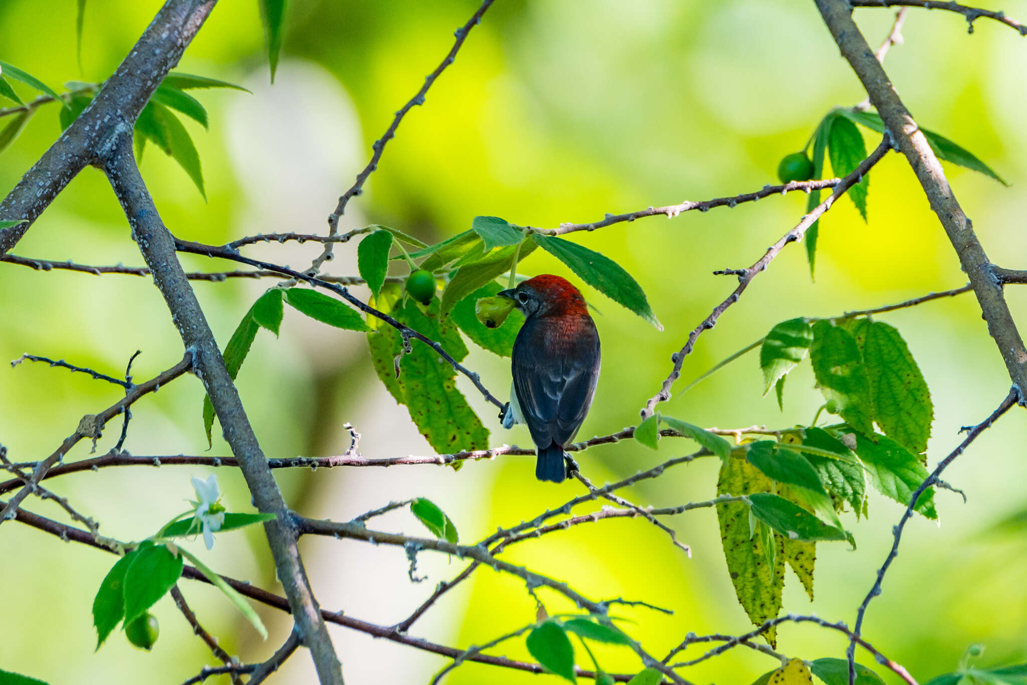 Image of Black-fronted Flowerpecker