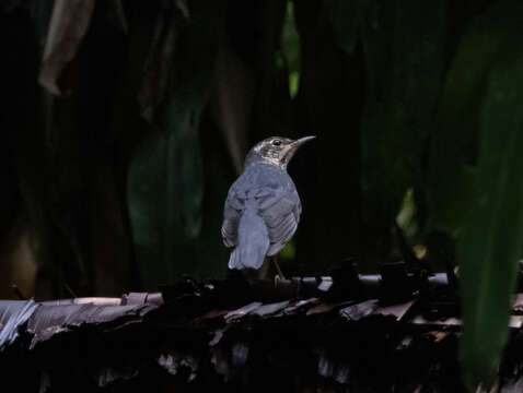 Image of Siberian Thrush