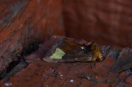 Image of scarce burnished brass