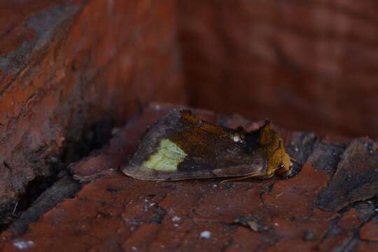 Image of scarce burnished brass