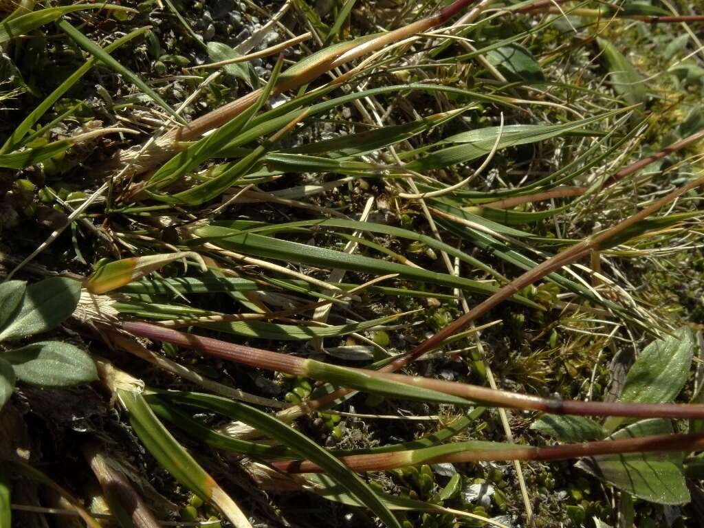 Image of Chionochloa ovata (Buchanan) Zotov