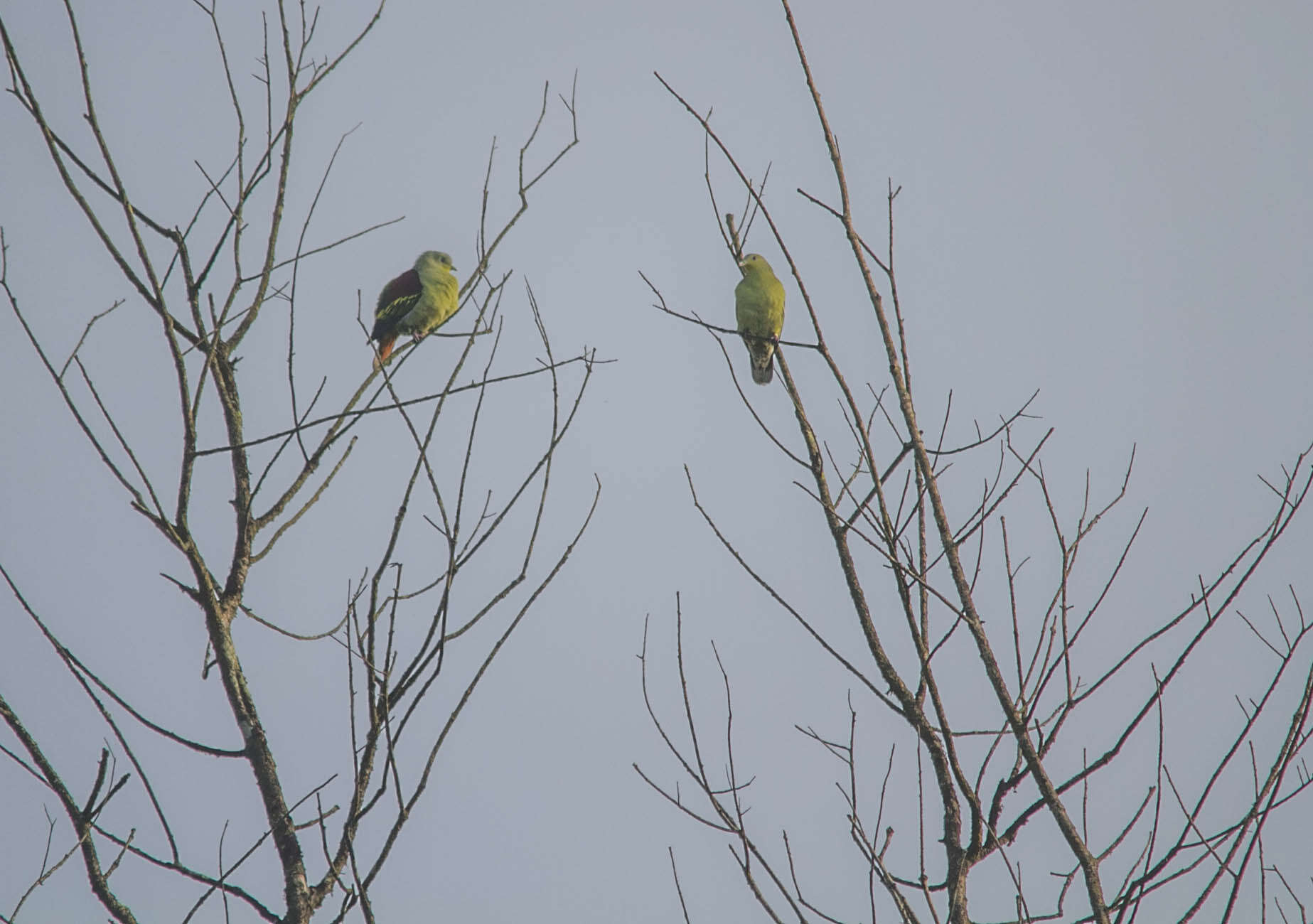 Image of Grey-fronted Green Pigeon