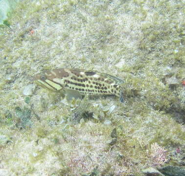 Image of Brown-spotted Rockcod