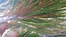 Imagem de Pinus contorta Douglas ex Loudon