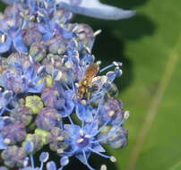 Image of Halictus aerarius Smith 1873