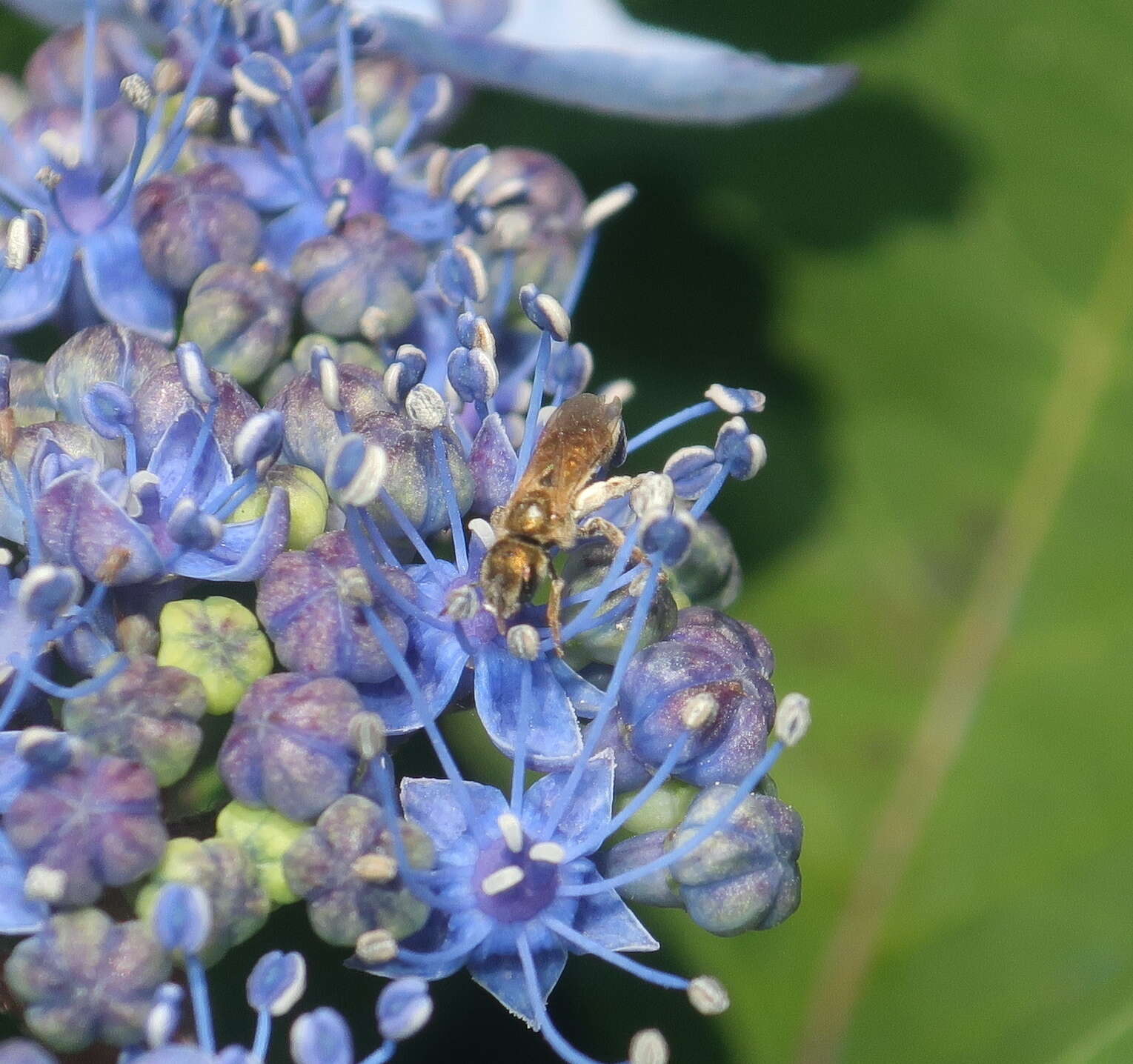 Halictus aerarius Smith 1873 resmi