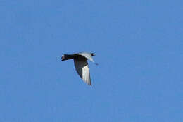 Image of Little Woodswallow