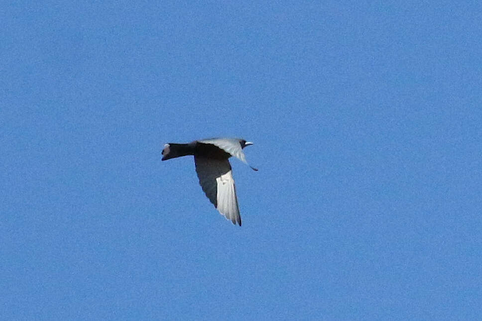 Image of Little Woodswallow