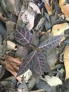 Image of <i>Echites rubrovenosus</i> Lindon