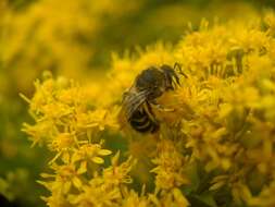 Imagem de Colletes simulans Cresson 1868