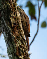 صورة Lepidocolaptes duidae Zimmer & JT 1934