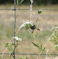 Image of Eastern Carpenter Bee