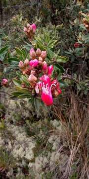 Image of Bejaria mathewsii Field. & Gardn.