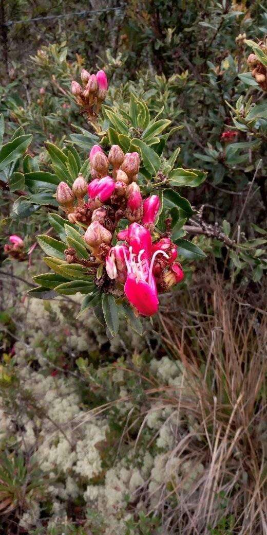 Image of Bejaria mathewsii Field. & Gardn.