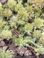 Image of pale bog-moss