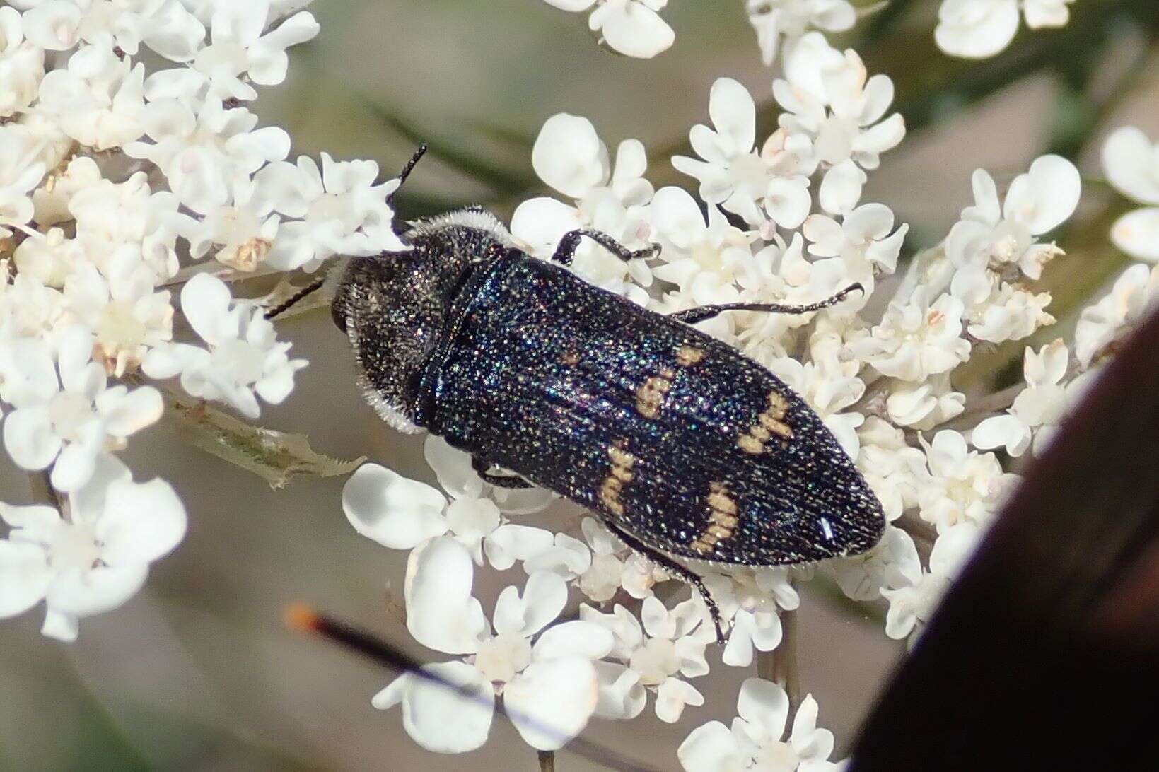 Image of Acmaeoderella flavofasciata (Piller & Mitterpacher 1783)