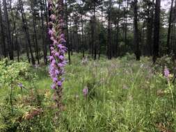 Sivun Liatris pycnostachya var. lasiophylla Shinners kuva