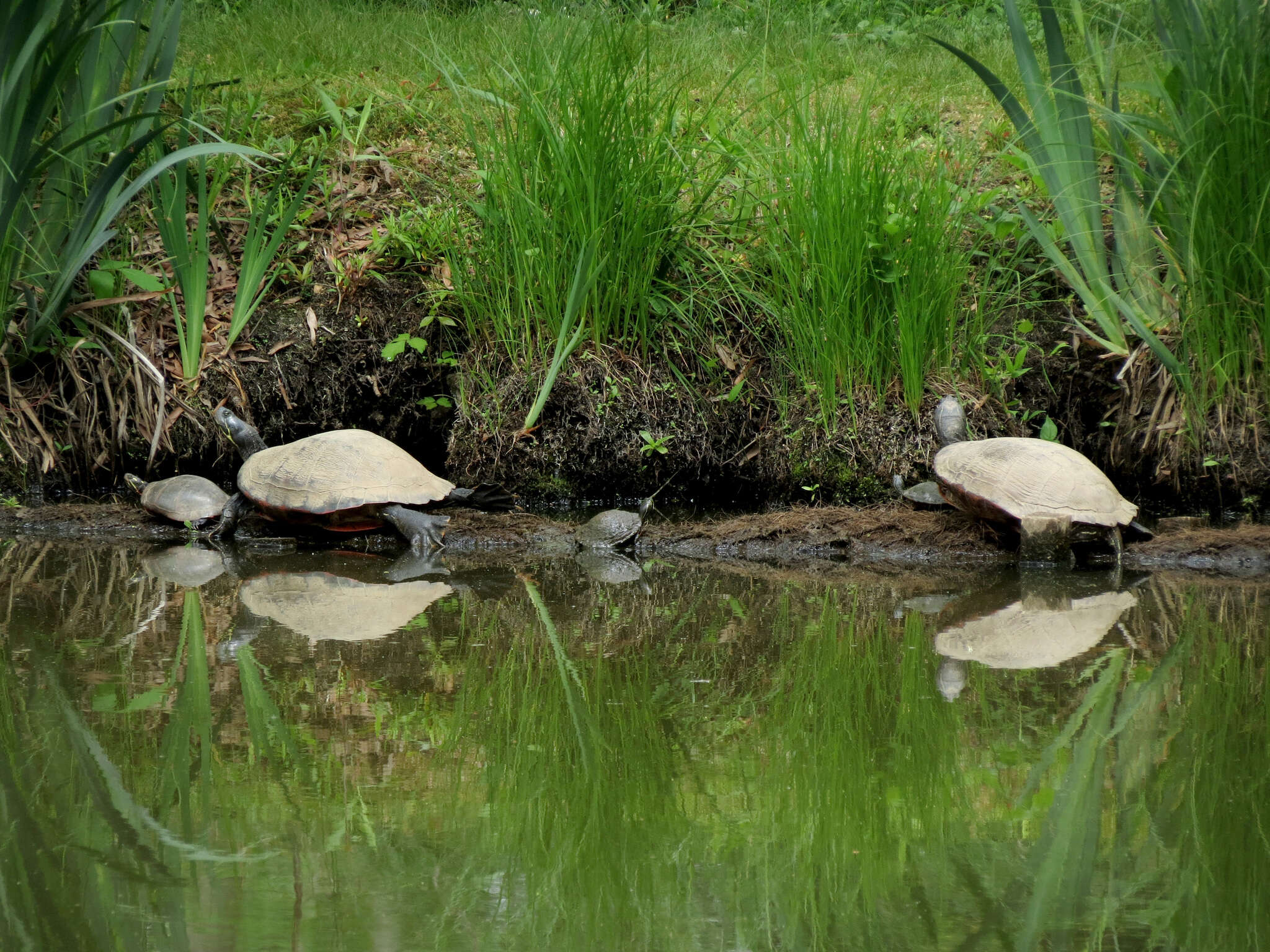 Image of American Red-bellied Turtle