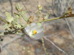 Imagem de Sphaeralcea axillaris S. Wats.