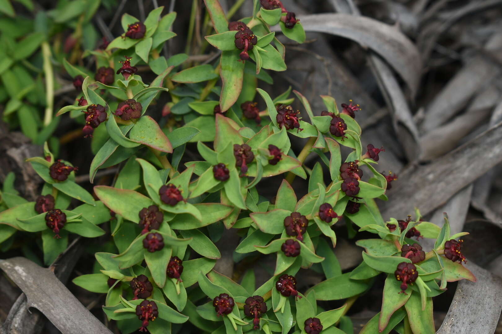 Image of Euphorbia portulacoides L.