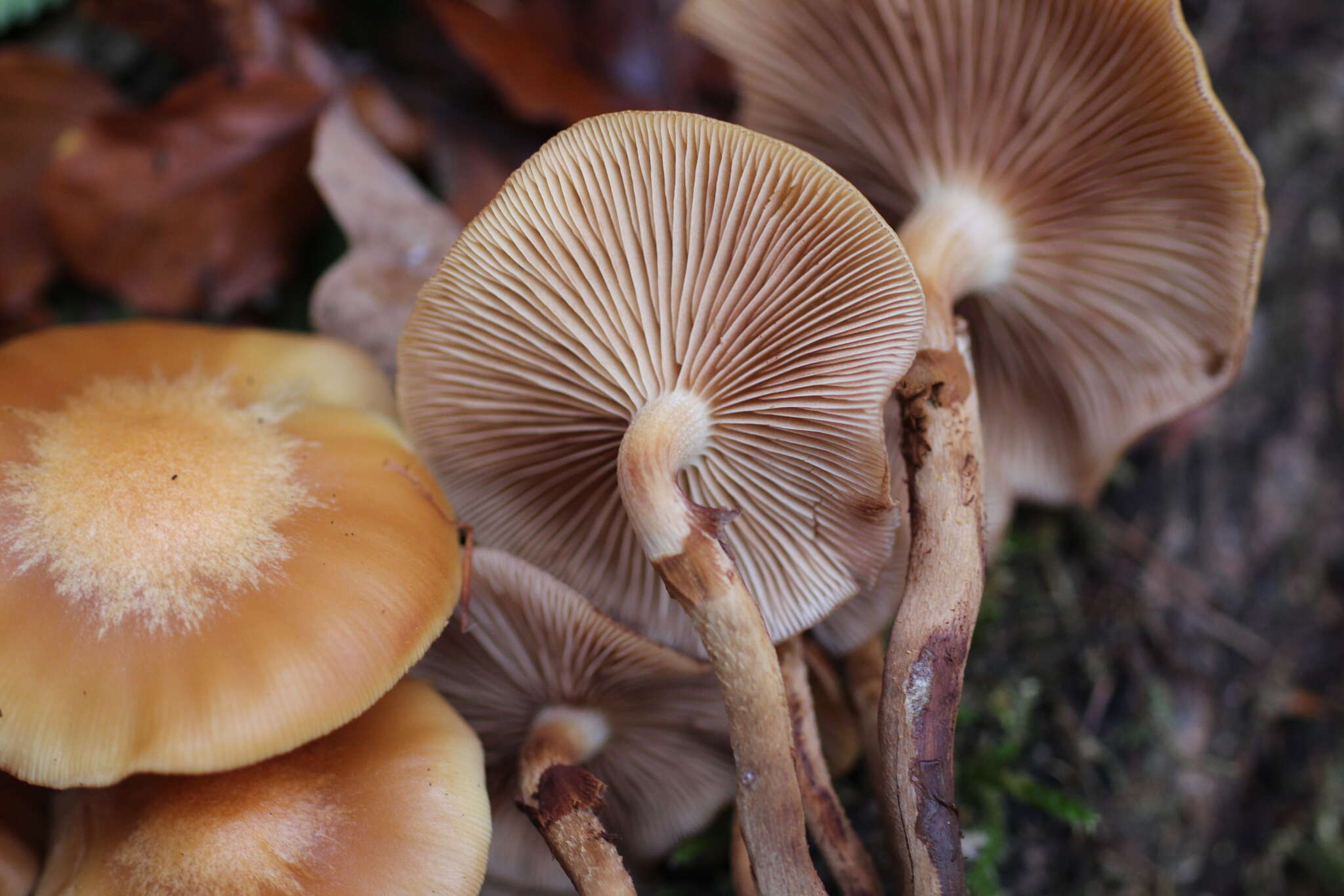 Imagem de Kuehneromyces mutabilis (Schaeff.) Singer & A. H. Sm. 1946