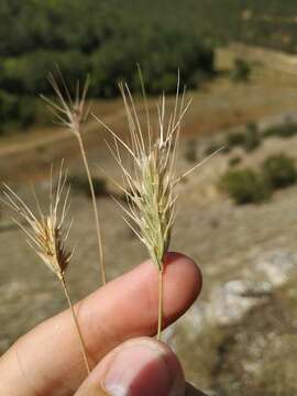 Image of mosquitograss