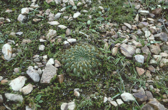 Image of Echinopsis cinnabarina (Hook.) Labour.