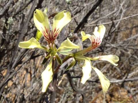 Image of Pelargonium karooicum Compton & Barnes