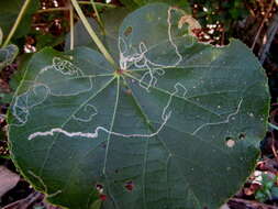 Image of Hibiscus tiliaceus subsp. tiliaceus