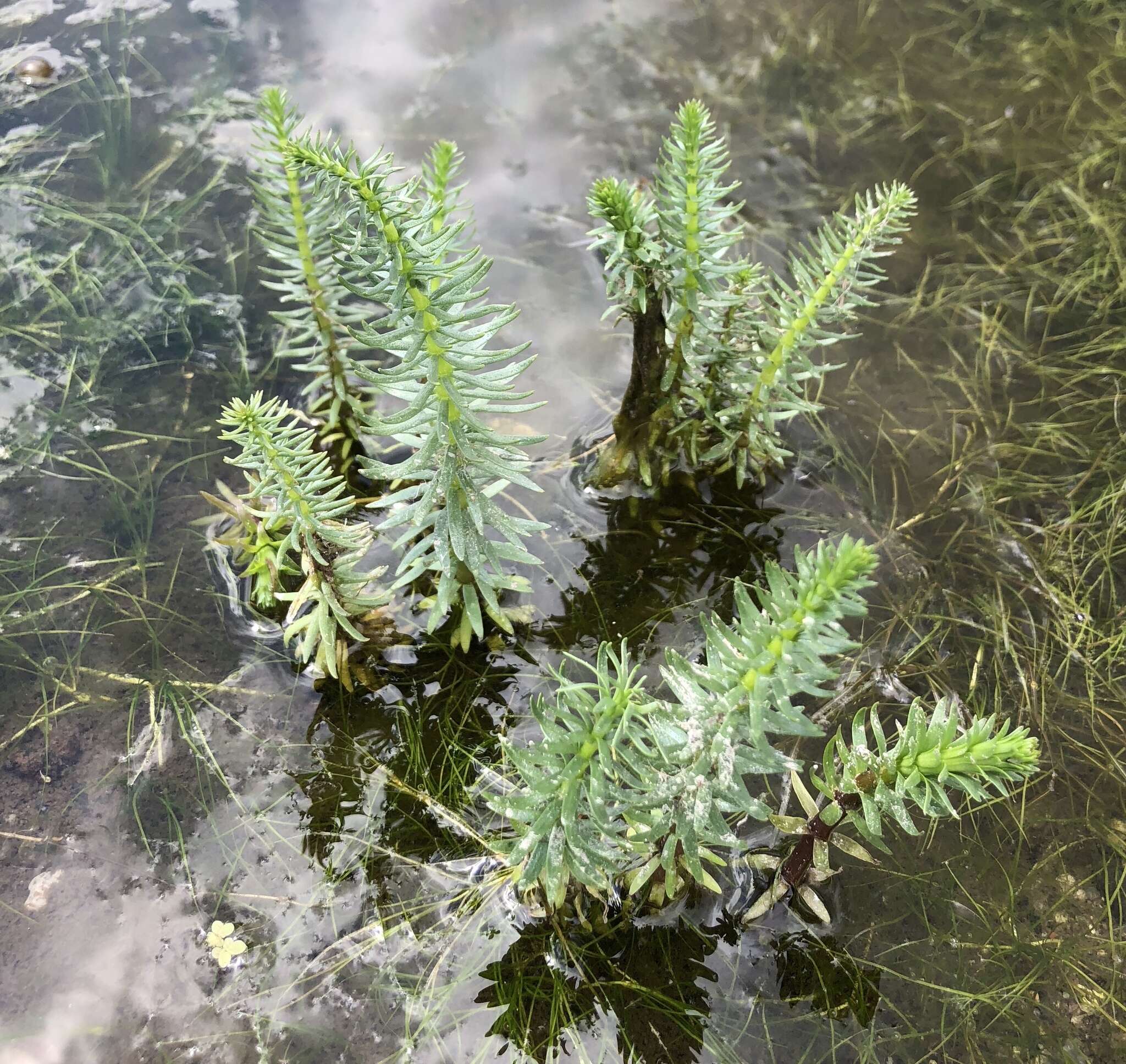 Image of Mare's Tail