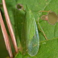 Image of Rhynchomitra microrhina (Walker 1851)