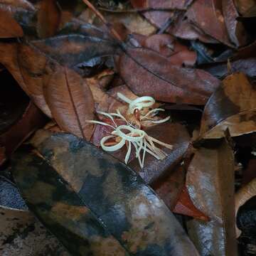 Image de Alangium longiflorum Merr.