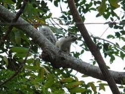 Image of Variegated squirrel