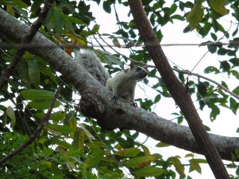 Imagem de Sciurus variegatoides dorsalis Gray 1849