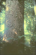 Image of Atherton Kauri Pine