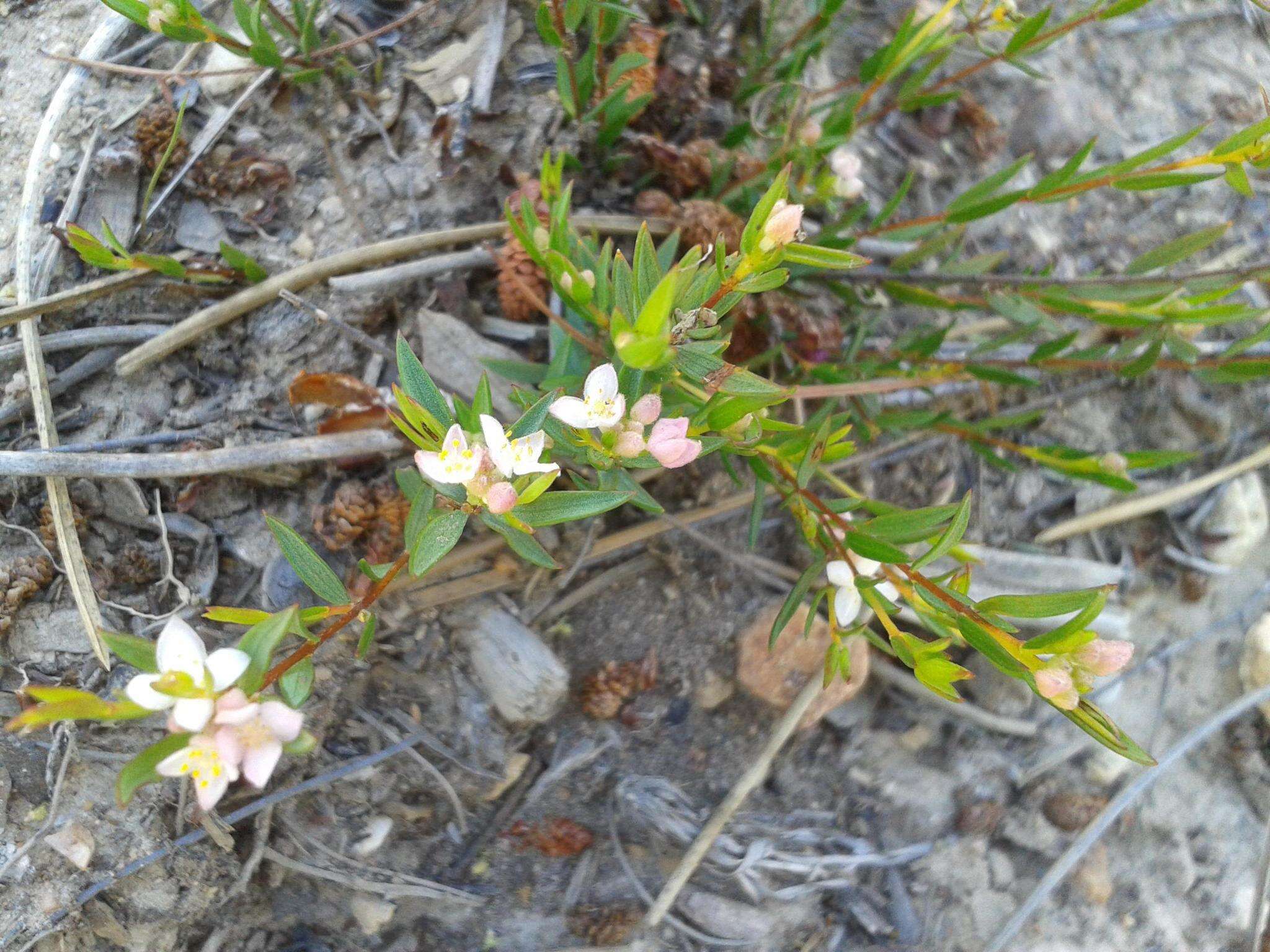 Image of Lachnaea burchellii Meissn.