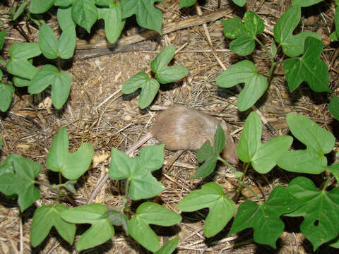Image of Arizona pocket mouse