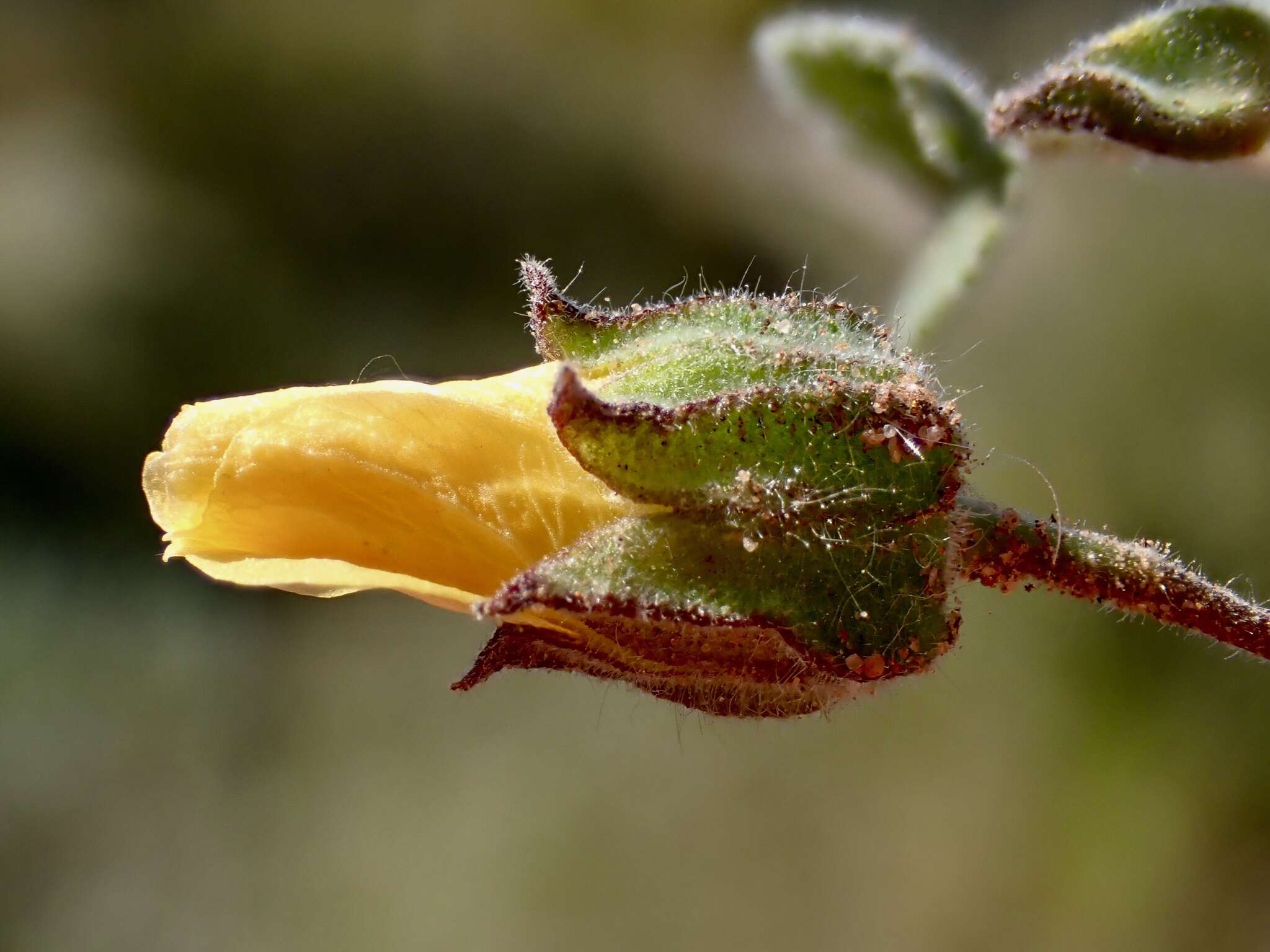 Image of Abutilon fraseri (Hook.) Walp.