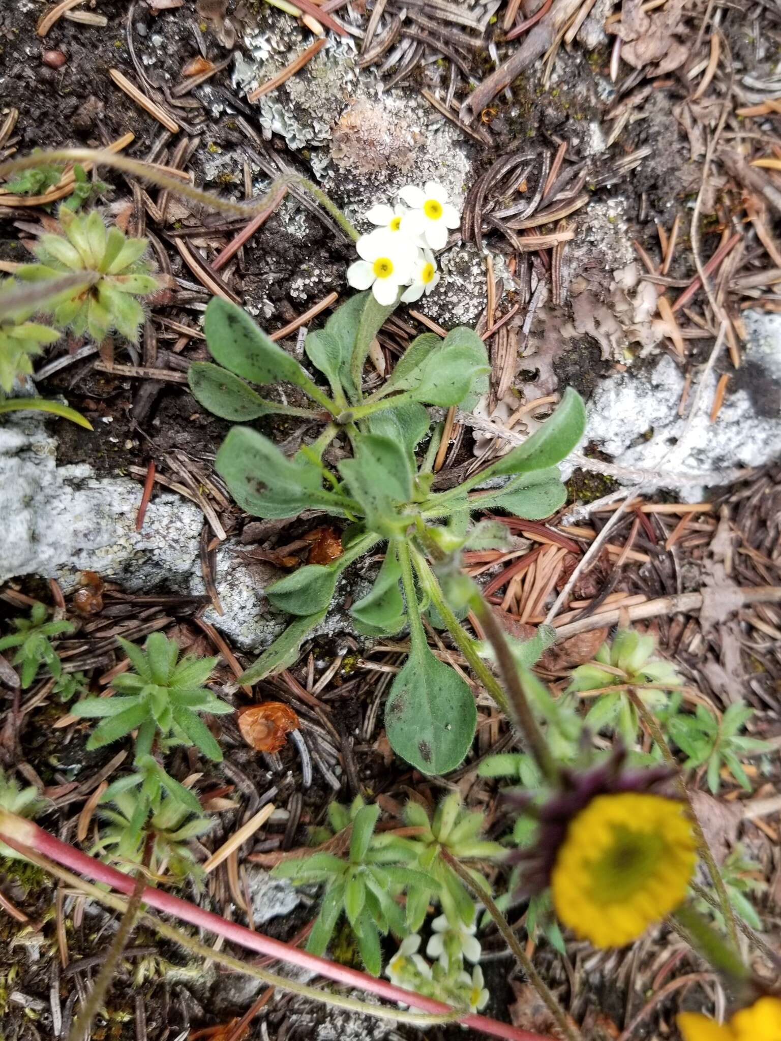 Image of alpine yellow fleabane