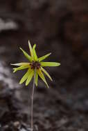 Image de Bulbophyllum fimbriatum (Lindl.) Rchb. fil.